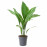 Доставка из Польши ASPIDISTRA ELATIOR roslina doniczkowa, Aspidistra wyniosla, 17 cm ИКЕА-80515811, ЕВРОИКЕА Калининград