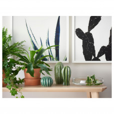 Доставка из Польши ⭐⭐⭐⭐⭐ BILD плакат, Kaktus, 50x50 cm,ИКЕА-80441820, Евро Икеа Калининград