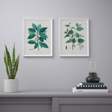 Доставка из Польши ⭐⭐⭐⭐⭐ BILD плакат, Studium botaniczne I, 30x40 cm,ИКЕА-40452405, Евро Икеа Калининград