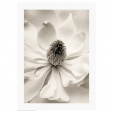 Доставка из Польши BILD плакат, magnolia III, 30x40 cm ИКЕА-30441813, ЕВРОИКЕА Калининград