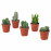 Доставка из Польши CACTACEAE roslina doniczkowa, rozne Kaktus, 12 cm ИКЕА-00310960, ЕВРОИКЕА Калининград