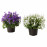 Доставка из Польши CAMPANULA PORTENSCHLAGIANA Растение в горшке, Dzwonek, 10.5 cm ИКЕА-50540360, ЕВРОИКЕА Калининград