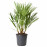 Доставка из Польши CHAMAEROPS HUMILIS Растение в горшке, Karlatka niska, 24 cm ИКЕА-20547117, ЕВРОИКЕА Калининград