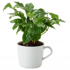 Доставка из Польши COFFEA ARABICA Растение в горшке с чашкой, кофе, 9 cm ИКЕА-30555395, ЕВРОИКЕА Калининград