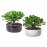 Доставка из Польши CRASSULA OVATA roslina z doniczka, Drzewko pieniedzy/rozne kolory, 22 cm ИКЕА-10485370, ЕВРОИКЕА Калининград