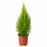 Доставка из Польши CUPRESSUS MACROCARPA Растение в горшке, cyprys, 24 cm ИКЕА-90540363, ЕВРОИКЕА Калининград