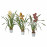 Доставка из Польши CYMBIDIUM roslina doniczkowa, Orchidea rozne kolory, 12 cm ИКЕА-20565494, ЕВРОИКЕА Калининград