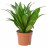 Доставка из Польши DRACAENA FRAGRANS 'COMPACTA' roslina doniczkowa, dracena fragrans compacta, 9 cm ИКЕА-60504535, ЕВРОИКЕА Калининград