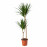 Доставка из Польши DRACAENA MARGINATA roslina doniczkowa, Drzewko smoka/2-trzonowy, 19 cm ИКЕА-40408455, ЕВРОИКЕА Калининград