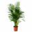 Доставка из Польши DYPSIS LUTESCENS roslina doniczkowa, Palma Areka, 24 cm ИКЕА-46804005, ЕВРОИКЕА Калининград