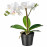 Доставка из Польши FEJKA sztuczna roslina doniczkowa, Orchidea bialy, 9 cm ИКЕА-00285908, ЕВРОИКЕА Калининград