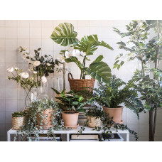 Доставка из Польши ⭐⭐⭐⭐⭐ FEJKA sztuczna roslina doniczkowa, do wewnatrz/na zewnatrz Monstera, 19 cm,ИКЕА-40395288, Евро Икеа Калининград