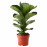 Доставка из Польши FICUS LYRATA BAMBINO roslina doniczkowa, ficus lyrata, 12 cm ИКЕА-10485365, ЕВРОИКЕА Калининград