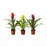 Доставка из Польши GUZMANIA Растение в горшке, szkarlatowa gwiazda/rozne kolory, 9 cm ИКЕА-70555398, ЕВРОИКЕА Калининград