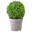 Доставка из Польши ILEX Растение в горшке, ostrokrzew bukszpanowy, 21 cm ИКЕА-40540365, ЕВРОИКЕА Калининград