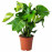 Доставка из Польши MONSTERA roslina doniczkowa, monstera dziurawa, 21 cm ИКЕА-30349490, ЕВРОИКЕА Калининград