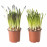 Доставка из Польши MUSCARI roslina doniczkowa, rozne Muscari, 12 cm ИКЕА-00569742, ЕВРОИКЕА Калининград
