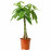 Доставка из Польши PACHIRA AQUATICA roslina doniczkowa, Pachira Aquatica, 19 cm ИКЕА-00526408, ЕВРОИКЕА Калининград