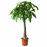 Доставка из Польши PACHIRA AQUATICA roslina doniczkowa, Pachira Aquatica, 27 cm ИКЕА-00118523, ЕВРОИКЕА Калининград