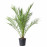 Доставка из Польши PHOENIX CANARIENSIS Растение в горшке, Daktylowiec z Wysp Kanaryjskich, 24 cm ИКЕА-00547123, ЕВРОИКЕА Калининград