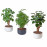 Доставка из Польши POLYSCIAS roslina z doniczka, bonsai/rozne kolory, 14 cm ИКЕА-70553281, ЕВРОИКЕА Калининград