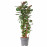 Доставка из Польши POLYSCIAS roslina doniczkowa, Aralia/rozne, 24 cm ИКЕА-20387411, ЕВРОИКЕА Калининград
