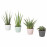 Доставка из Польши SANSEVIERIA roslina z doniczka, Roslina wezowa rozne kolory, 6 cm ИКЕА-30402034, ЕВРОИКЕА Калининград