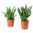 Доставка из Польши SANSEVIERIA roslina doniczkowa, rozne, 24 cm ИКЕА-90543818, ЕВРОИКЕА Калининград
