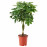 Доставка из Польши SCHEFFLERA ARBORICOLA roslina doniczkowa, Magnolia polnocnoamerykanska/trzon skrecany, 19 cm ИКЕА-90408542, ЕВРОИКЕА Калининград