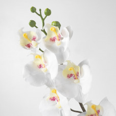 Доставка из Польши ⭐⭐⭐⭐⭐ SMYCKA sztuczny kwiat, Orchidea/bialy, 60 cm,ИКЕА-80333585, Евро Икеа Калининград
