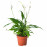 Доставка из Польши SPATHIPHYLLUM roslina doniczkowa, Lilia pokoju, 12 cm ИКЕА-60144901, ЕВРОИКЕА Калининград