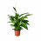 Доставка из Польши SPATHIPHYLLUM roslina doniczkowa, Lilia pokoju, 17 cm ИКЕА-16804078, ЕВРОИКЕА Калининград