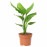 Доставка из Польши STRELITZIA REGINAE Растение в горшке, 12 cm ИКЕА-30515494, ЕВРОИКЕА Калининград