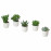 Доставка из Польши SUCCULENT roslina z doniczka, Sukulent rozne/bialy, 6 cm ИКЕА-00564443, ЕВРОИКЕА Калининград
