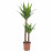 Доставка из Польши YUCCA ELEPHANTIPES roslina doniczkowa, Juka bez kolcow/2-trzonowy, 24 cm ИКЕА-10329308, ЕВРОИКЕА Калининград